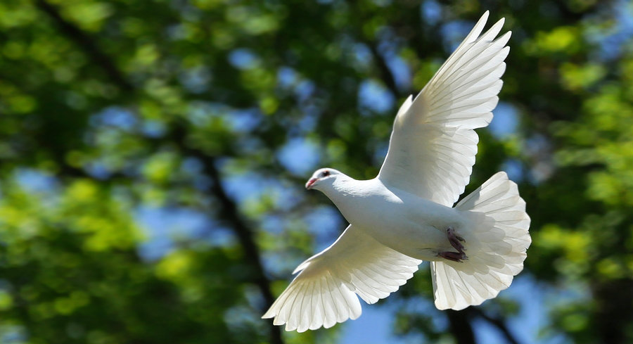 doves release