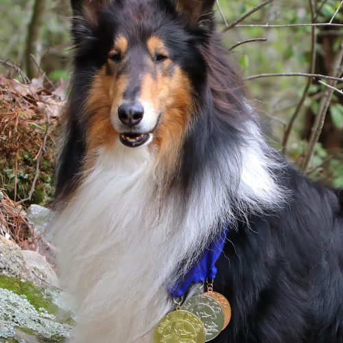 CALDER AKC Fitness Gold Medal